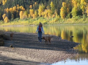 Dog walking in Edmonton